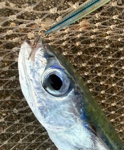 トビウオの釣果