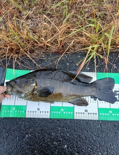 スモールマウスバスの釣果