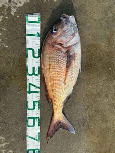 タイの釣果
