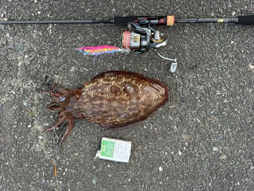 コウイカの釣果