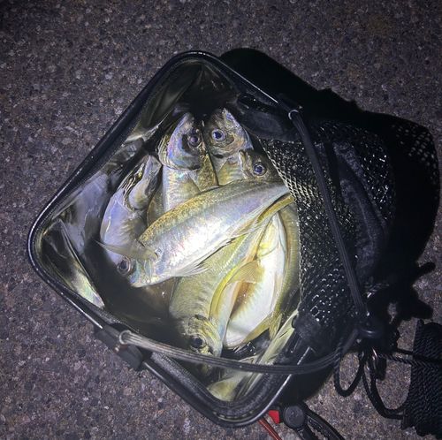 マアジの釣果
