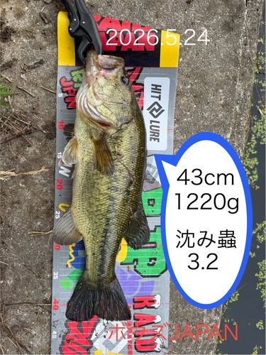 ブラックバスの釣果