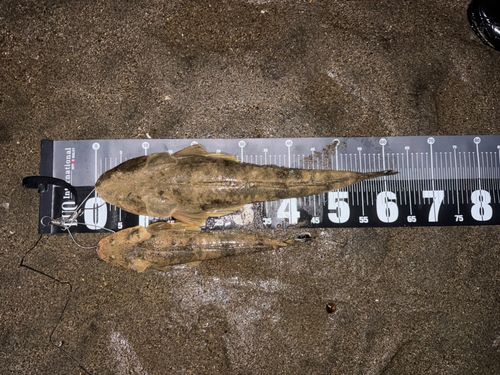 マゴチの釣果