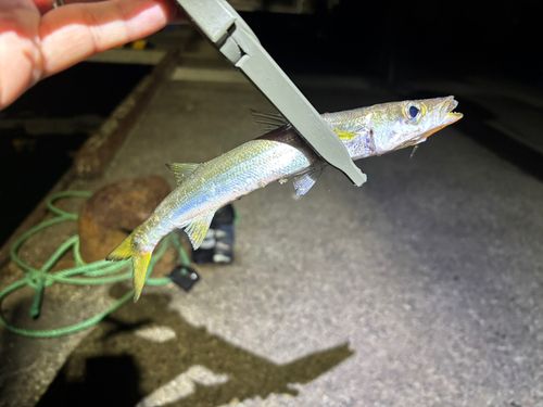 カマスの釣果