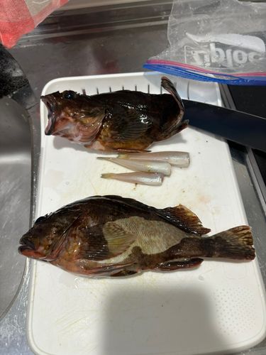 キスの釣果