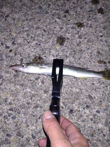 カマスの釣果