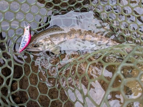 アマゴの釣果