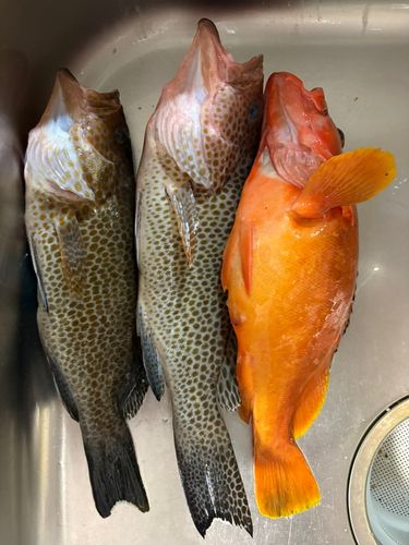 アカハタの釣果