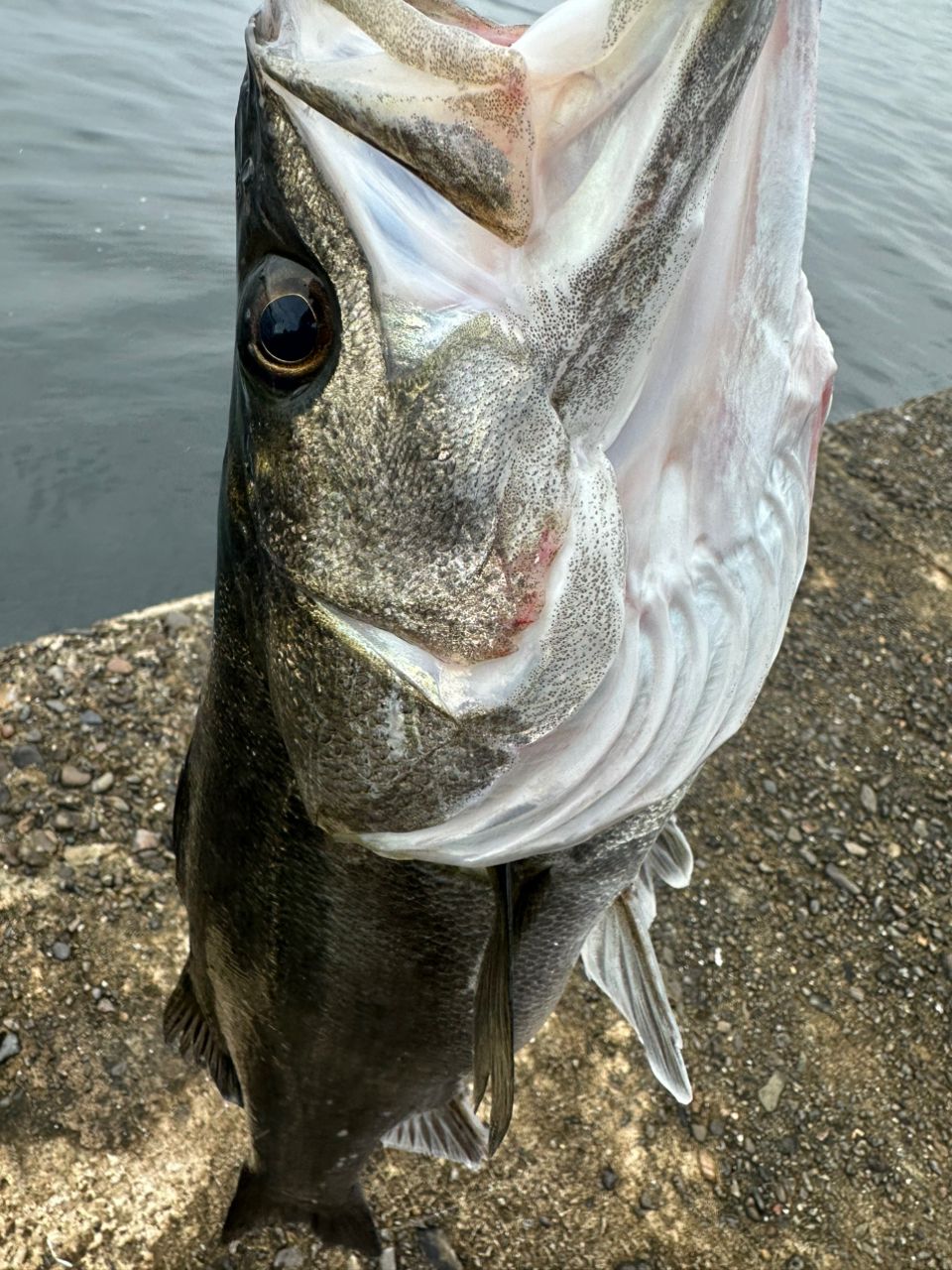 DAIWA 21モアザン ブランジーノ EX AGS 94MLの最安値・インプレ・釣果