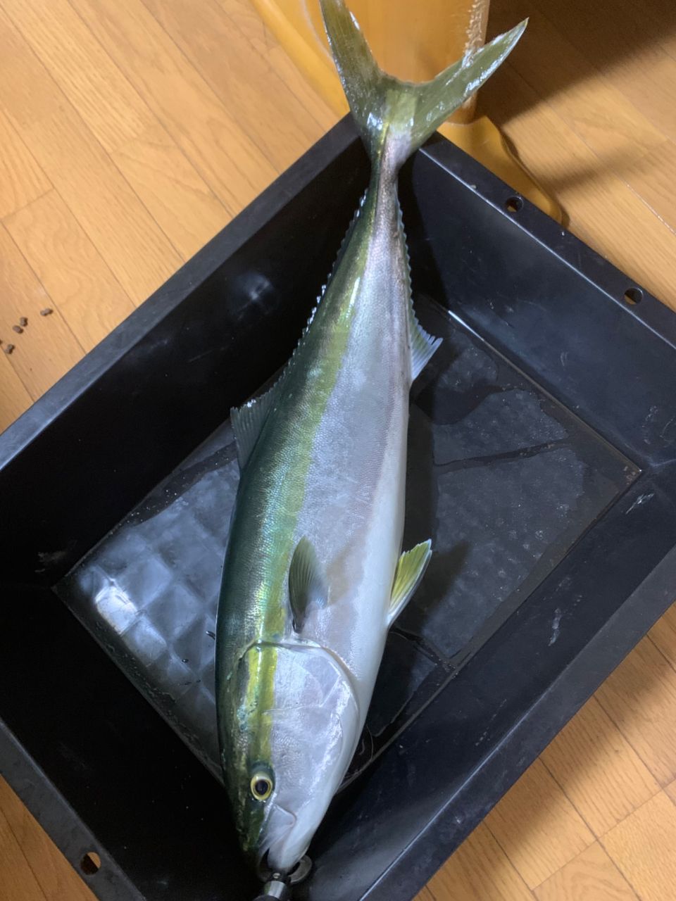 DAIWA 18レイジー（スピニング モデル） 106Mの最安値・インプレ・釣果