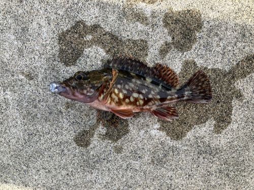 カサゴの釣果