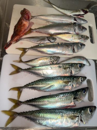 サバの釣果