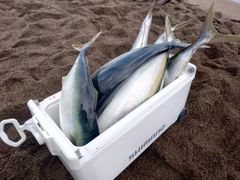 ブリの釣果