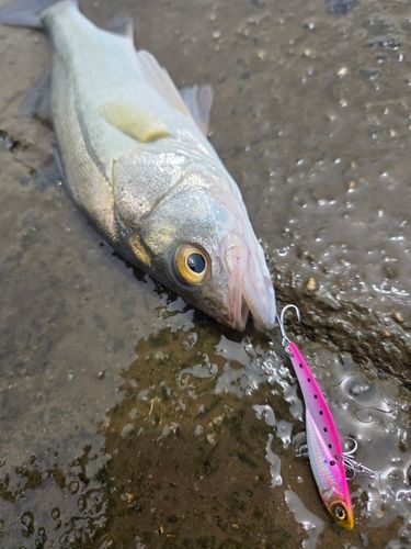 シーバスの釣果