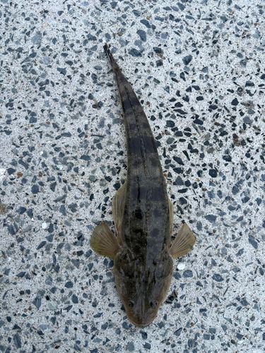 マゴチの釣果