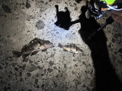 アオメバルの釣果