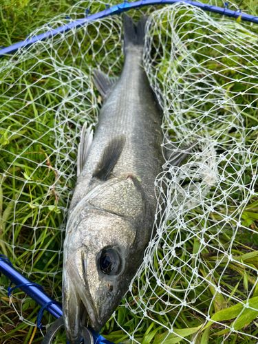 セイゴ（マルスズキ）の釣果