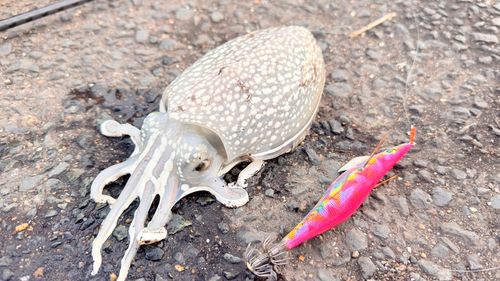 コウイカの釣果