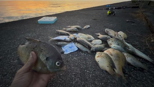 ブルーギルの釣果