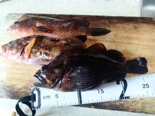 ムラソイの釣果
