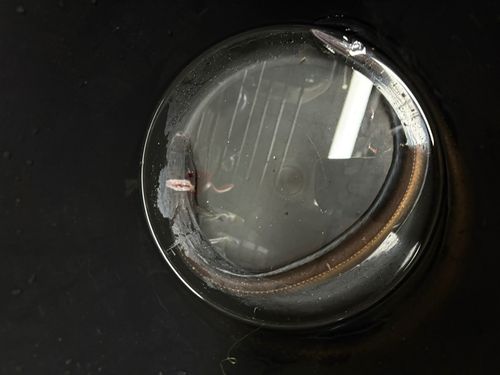 アナゴの釣果