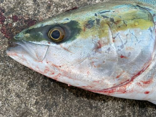 ワラサの釣果