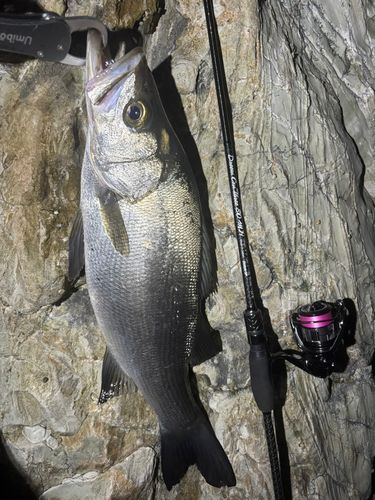 ヒラスズキの釣果