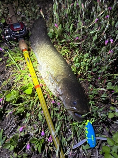ナマズの釣果