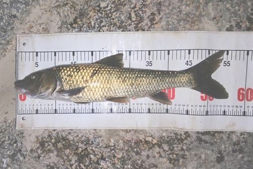ニゴイの釣果