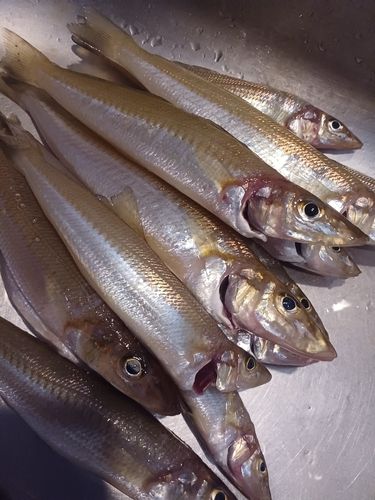 キスの釣果