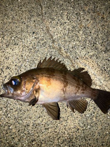 メバルの釣果