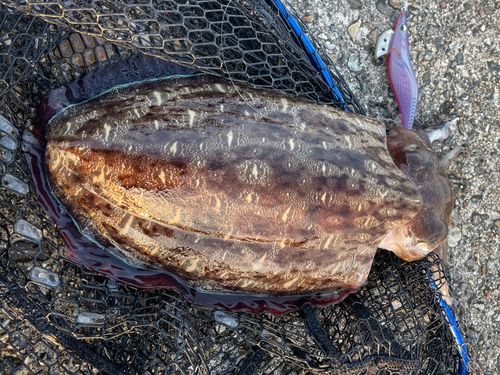 モンゴウイカの釣果