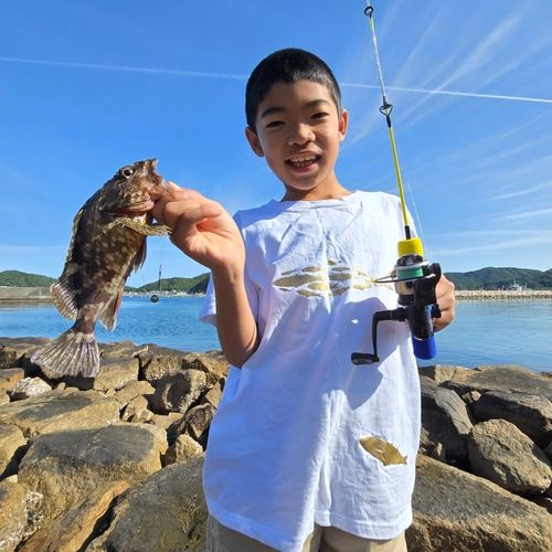 ガシラの釣果