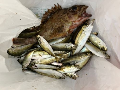 アジの釣果