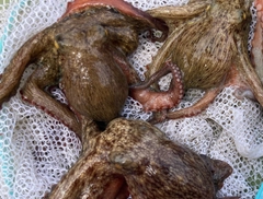 タコの釣果