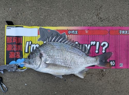 キビレの釣果