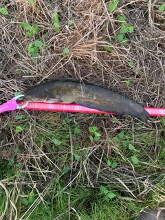ナマズの釣果