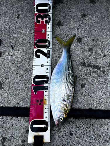 コノシロの釣果