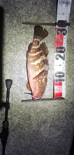 アコウの釣果