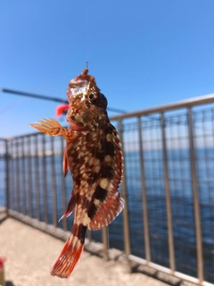 カタクチイワシの釣果