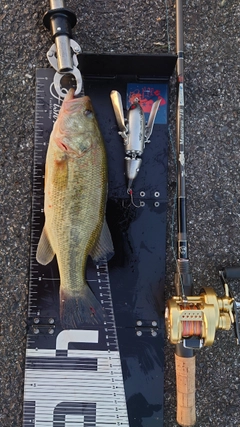 ブラックバスの釣果