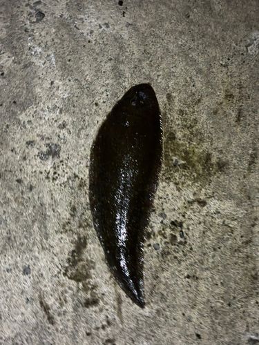 シタビラメの釣果