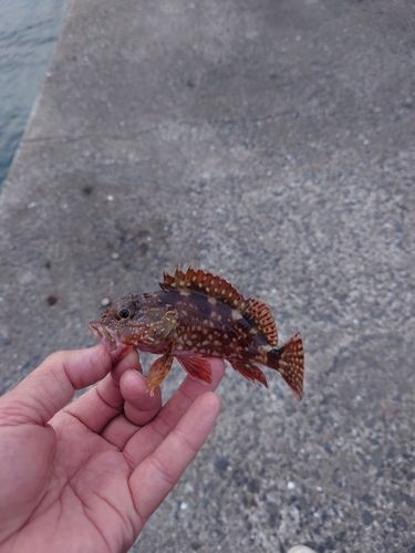 カサゴの釣果