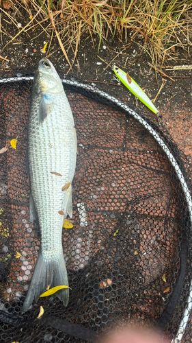 ボラの釣果