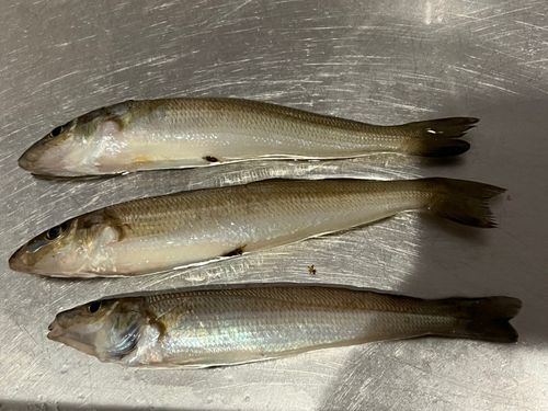 シロギスの釣果