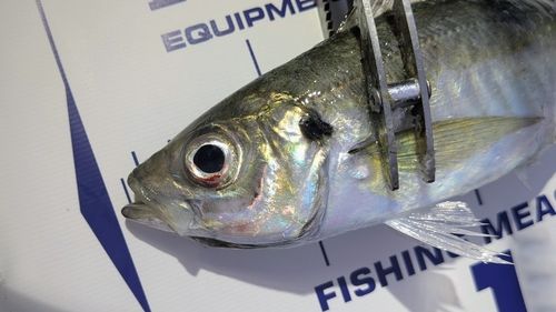 マアジの釣果