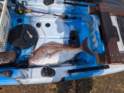 タイの釣果