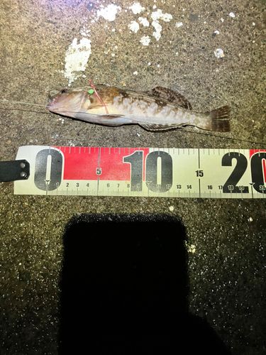 アブラコの釣果