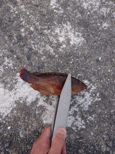 ベラの釣果
