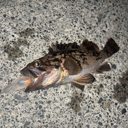 クロソイの釣果
